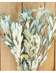 White Sage Fresh Grower Bunch - Wholesale Floral Greens 2