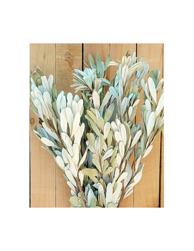 White Sage Fresh Grower Bunch - Wholesale Floral Greens