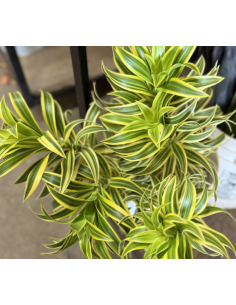 Song of India Fresh Grower Bunch - Wholesale Tropical Greens