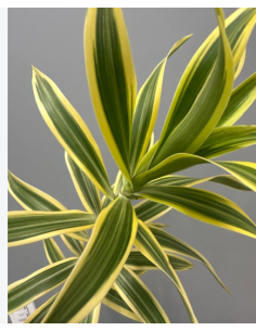 Song of India Fresh Grower Bunch - Wholesale Tropical Greens 2