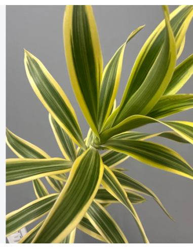 Song of India Fresh Grower Bunch - Wholesale Tropical Greens