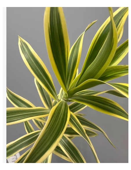 Song of India Fresh Grower Bunch - Wholesale Tropical Greens