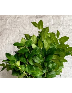 Large Salal 10 Stem Bunch - Wholesale Floral Greens