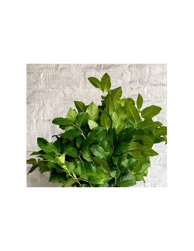 Large Salal 10 Stem Bunch - Wholesale Floral Greens