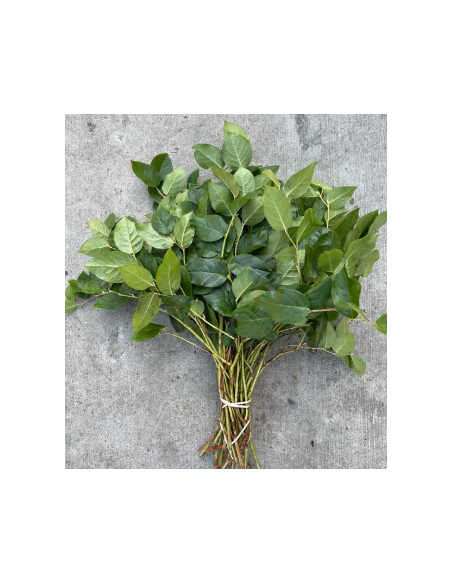 Large Salal 10 Stem Bunch - Wholesale Floral Greens