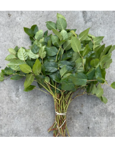 Salal Tips Fresh Grower Bunch - Wholesale Floral Greens