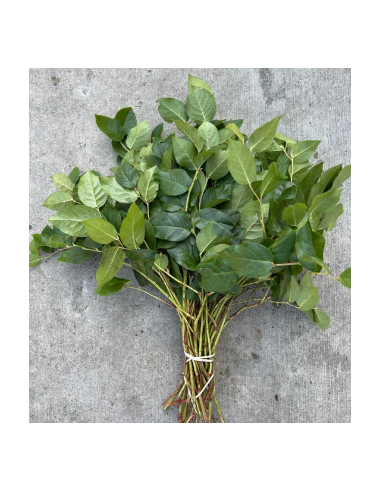 Salal Tips Fresh Grower Bunch - Wholesale Floral Greens
