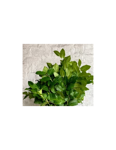 Salal Tips Fresh Grower Bunch - Wholesale Floral Greens