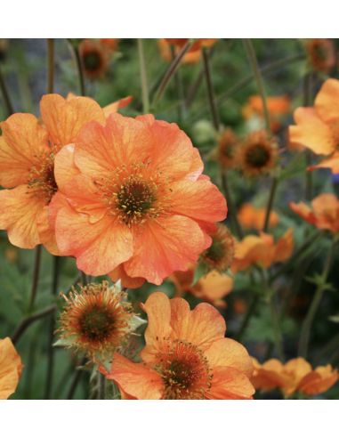 Fresh Geum Stems (Orange or Red) | Wholesale Specialty Flowers