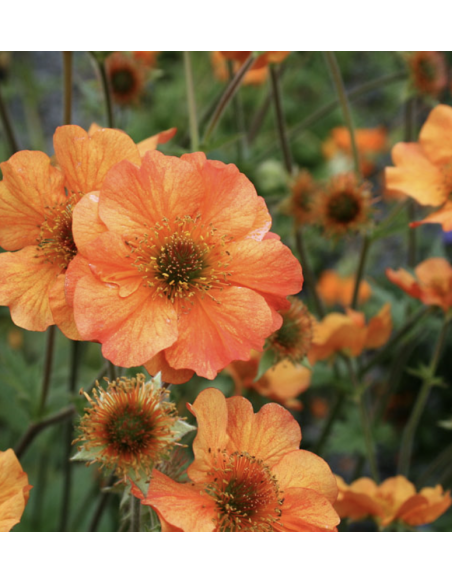 Fresh Geum Stems (Orange or Red) | Wholesale Specialty Flowers