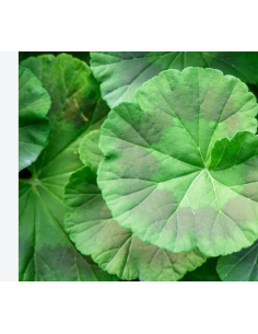 Scented Geranium Green & Chocolate 10 Stem Bunch - Wholesale Floral Greens
