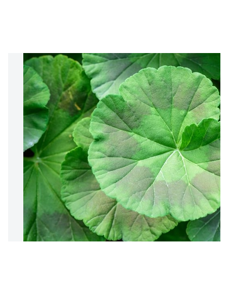 Scented Geranium Green & Chocolate 10 Stem Bunch - Wholesale Floral Greens