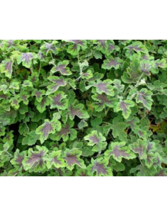 Scented Geranium Green & Chocolate 10 Stem Bunch - Wholesale Floral Greens 2