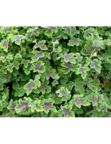 Scented Geranium Green & Chocolate 10 Stem Bunch - Wholesale Floral Greens
