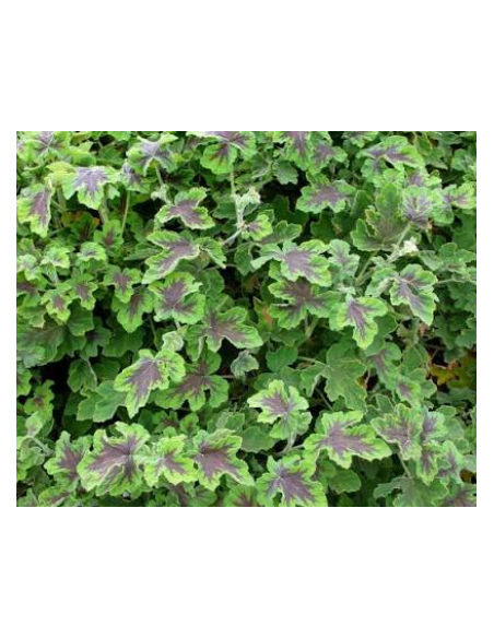 Scented Geranium Green & Chocolate 10 Stem Bunch - Wholesale Floral Greens