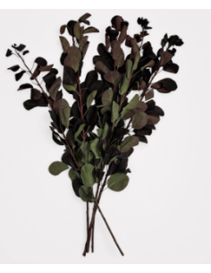 Smokebush Foliage 32" Non-Flowering 5 Stem Bunch - Wholesale Greens