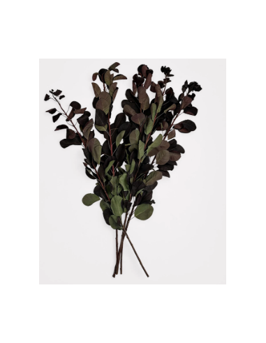 Smokebush Foliage 32" Non-Flowering 5 Stem Bunch - Wholesale Greens