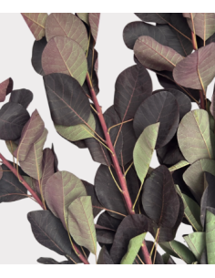 Smokebush Foliage 32" Non-Flowering 5 Stem Bunch - Wholesale Greens 2