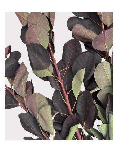 Smokebush Foliage 32" Non-Flowering 5 Stem Bunch - Wholesale Greens