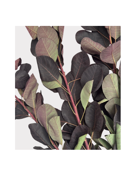 Smokebush Foliage 32" Non-Flowering 5 Stem Bunch - Wholesale Greens