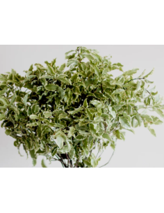 Silver Queen Mini Variegated Pittosporum 10 Stem Bunch - Wholesale Greens