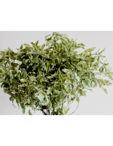Silver Queen Mini Variegated Pittosporum 10 Stem Bunch - Wholesale Greens