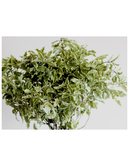 Silver Queen Mini Variegated Pittosporum 10 Stem Bunch - Wholesale Greens