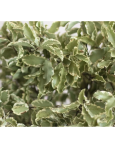 Silver Queen Mini Variegated Pittosporum 10 Stem Bunch - Wholesale Greens 2