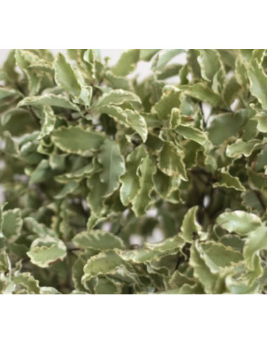 Silver Queen Mini Variegated Pittosporum 10 Stem Bunch - Wholesale Greens