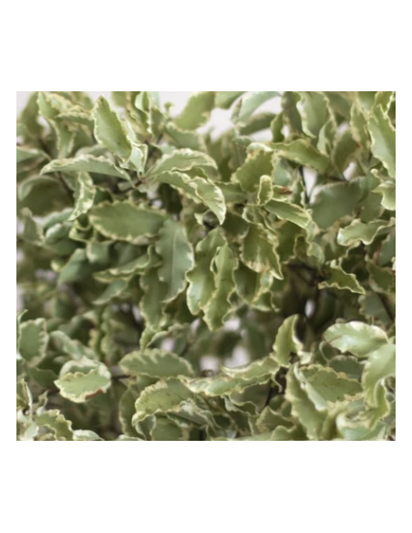 Silver Queen Mini Variegated Pittosporum 10 Stem Bunch - Wholesale Greens