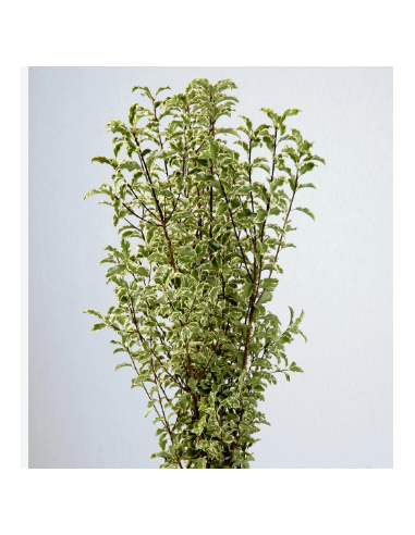 Silver Queen Mini Variegated Pittosporum 10 Stem Bunch - Wholesale Greens