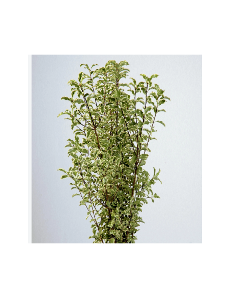 Silver Queen Mini Variegated Pittosporum 10 Stem Bunch - Wholesale Greens