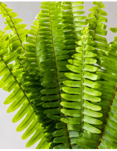 Sword Fern 10 Stem Bunch - Wholesale Tropical Greens
