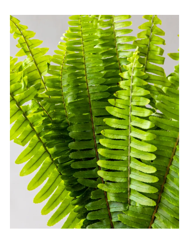 Sword Fern 10 Stem Bunch - Wholesale Tropical Greens