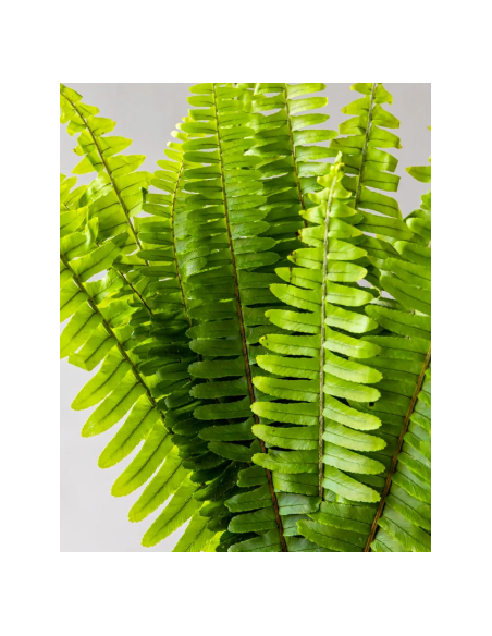 Sword Fern 10 Stem Bunch - Wholesale Tropical Greens