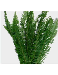 Sword Fern 10 Stem Bunch - Wholesale Tropical Greens 2