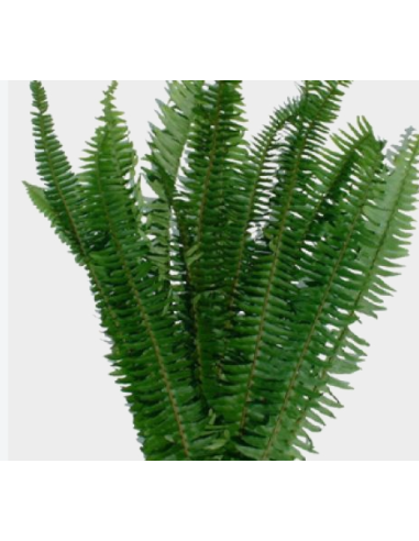 Sword Fern 10 Stem Bunch - Wholesale Tropical Greens
