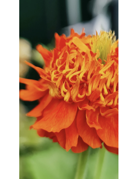 Fresh Geum Stems (Orange or Red) | Wholesale Specialty Flowers