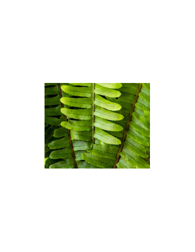 Sword Fern 10 Stem Bunch - Wholesale Tropical Greens