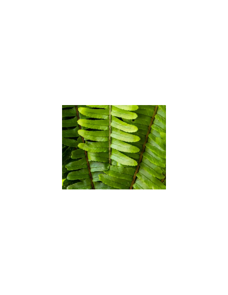 Sword Fern 10 Stem Bunch - Wholesale Tropical Greens