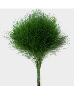 Sword Fern 10 Stem Bunch - Wholesale Tropical Greens
