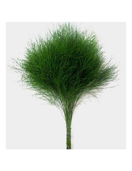 Sword Fern 10 Stem Bunch - Wholesale Tropical Greens