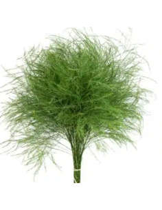 Sword Fern 10 Stem Bunch - Wholesale Tropical Greens 2