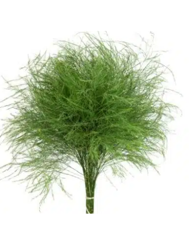 Sword Fern 10 Stem Bunch - Wholesale Tropical Greens