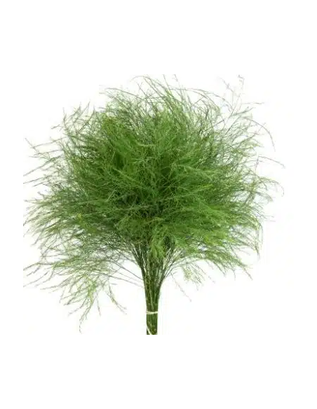 Sword Fern 10 Stem Bunch - Wholesale Tropical Greens