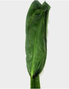 Large Green Ti Leaf 10 Stem Bunch - Wholesale Tropical Greens