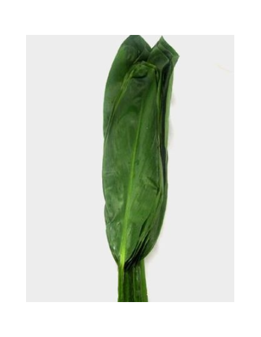 Large Green Ti Leaf 10 Stem Bunch - Wholesale Tropical Greens