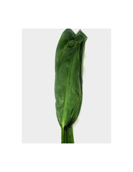 Large Green Ti Leaf 10 Stem Bunch - Wholesale Tropical Greens