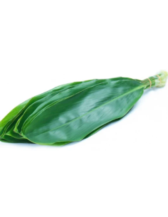 Large Green Ti Leaf 10 Stem Bunch - Wholesale Tropical Greens 2