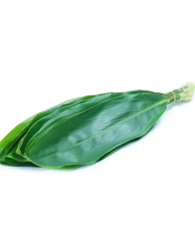 Large Green Ti Leaf 10 Stem Bunch - Wholesale Tropical Greens
